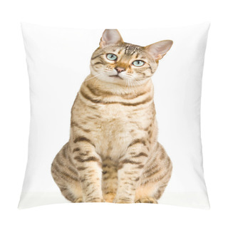 Personality  Bengal Cat In Light Brown And Cream Looking With Pleading Stare At The Viewer With Space For Advertizing And Text Pillow Covers