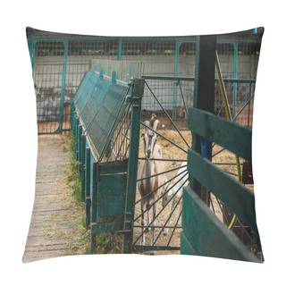 Personality  Selective Focus Of Spotted Goat With White Cub In Corral On Farm Pillow Covers