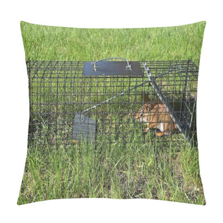 Personality  A  Pesty Red Squirrel Is Captured In A Metal Live Cage Pillow Covers