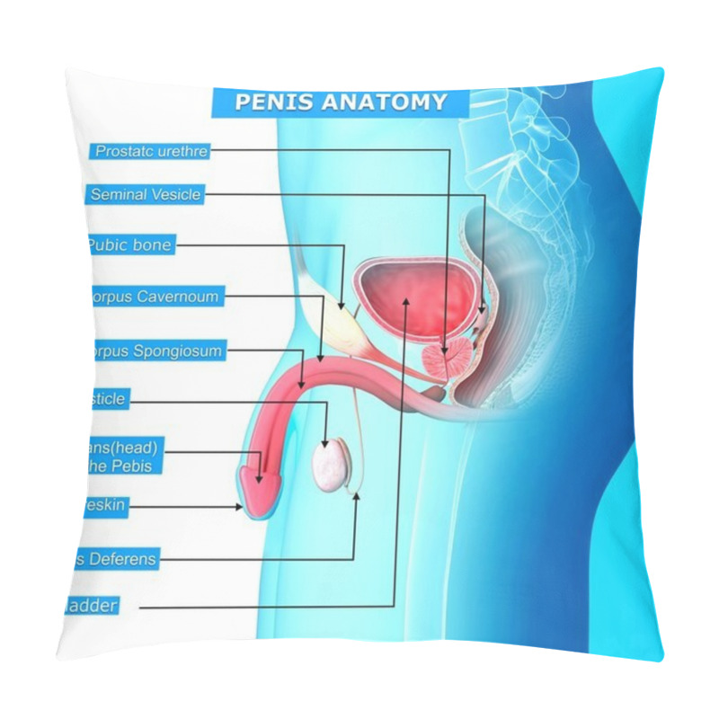 Personality  Male Reproductive System With Names Pillow Covers