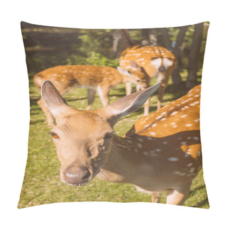 Personality  Beautiful Fallow Deers In The National Park. Pillow Covers