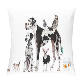 Personality  Group Of Pets Standing In Front Of White Background, Studio Shot Pillow Covers