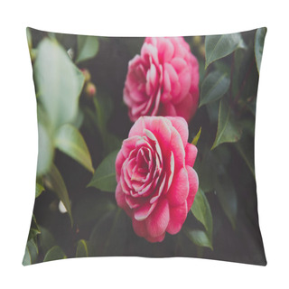 Personality  Close Up Shot Of Two Pink Japanese Camellia Flowers With Green Leaves Pillow Covers
