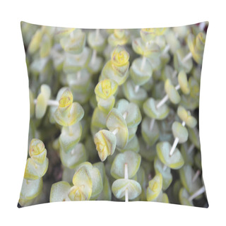 Personality  Leaves Of The Succulent Plant Senecio Rowleyanus, Close Up Texture Background Pillow Covers