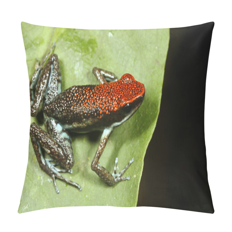 Personality  Poison frog pillow covers