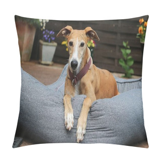 Personality  Beautiful Brown Glago Is Lying In The Bed On The Terrace In The Garden Pillow Covers