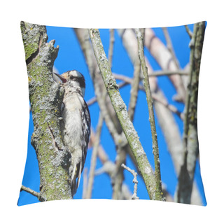 Personality  Downy Woodpecker Bird Scales A Tree Branch Surrounded By Other Bare Tree Branches And A Bright Blue Sky Pillow Covers