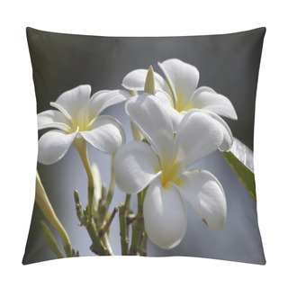 Personality  Paradise Frangipani. Flowers Of Borneo. Pillow Covers