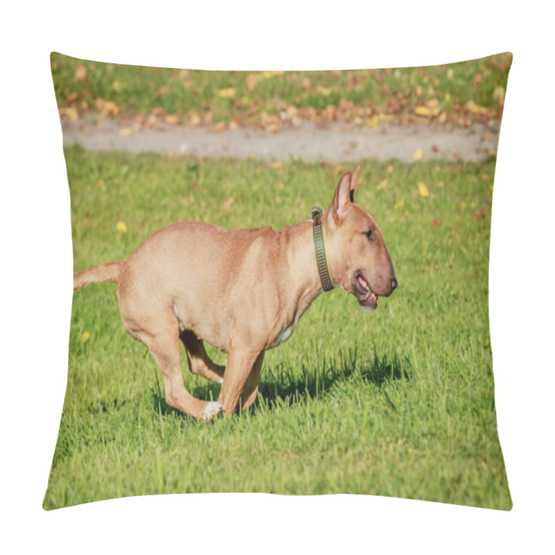 Personality  Running english miniature bull terrier pillow covers