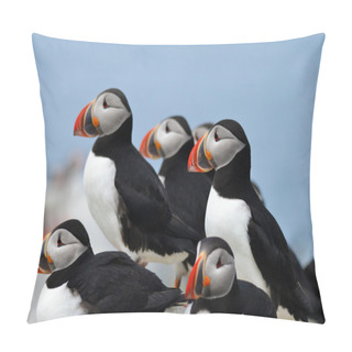 Personality  Multliple Puffins With A Clear Blue Sky Pillow Covers