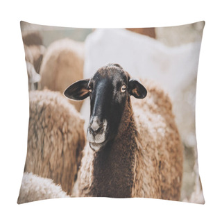 Personality  Portrait Of Brown Sheep Grazing With Herd In Corral At Farm Pillow Covers