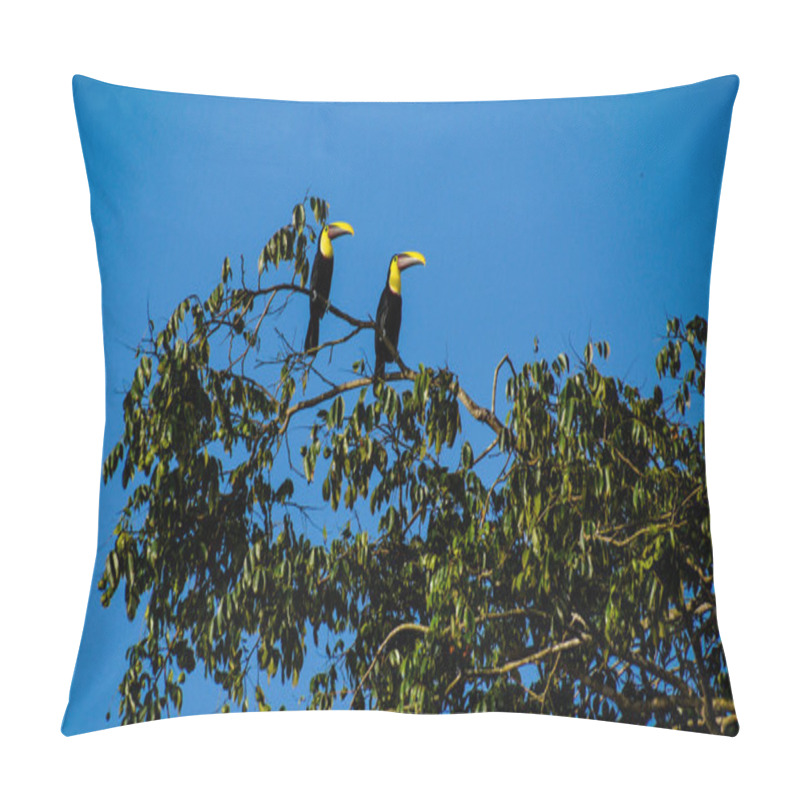 Personality  Toucan Pillow Covers