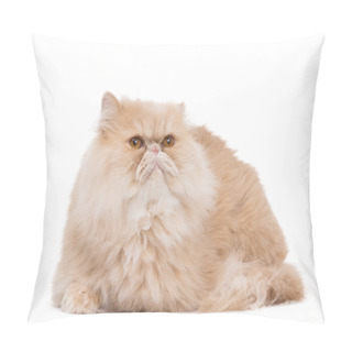 Personality  Persian Cat Sitting On The White Background. Pillow Covers