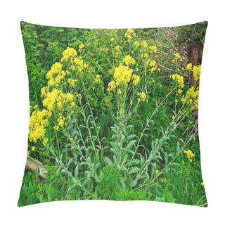 Personality  Woad In Flower (Isatis Tinctoria) Known Also As Dyer's Woad Or Glastum Pillow Covers
