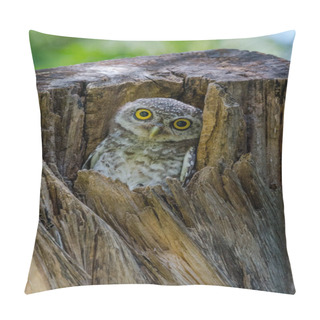 Personality  Spotted Owlet Looking Curiously From Their Nest In Tree Hollow Pillow Covers