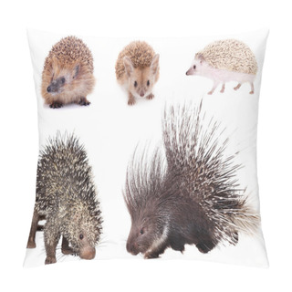 Personality  Porcupines And Hedgehogs Set On White Pillow Covers