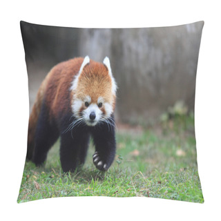 Personality  Red Panda Bear Pillow Covers