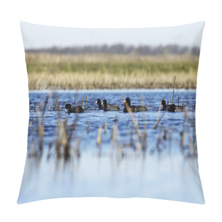 Personality   American Coot (Fulica Americana) On The Lake Pillow Covers