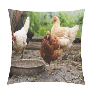 Personality  Chicken Standing On A Rural Garden In The Countryside. Close Up Of A Chicken Standing On A Backyard Shed With Chicken Coop. Pillow Covers