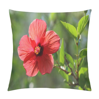 Personality  Hibiscus Rosa-sinensis Is A Flowering Plant Known As Chinese Hibiscus, China Rose, Hawaiian Hibiscus, Rose Mallow, Shoeblack Plant. Pillow Covers