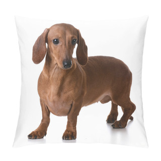 Personality  Miniature Smooth Dachshund Pillow Covers
