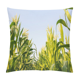 Personality  Corn Farm Pillow Covers
