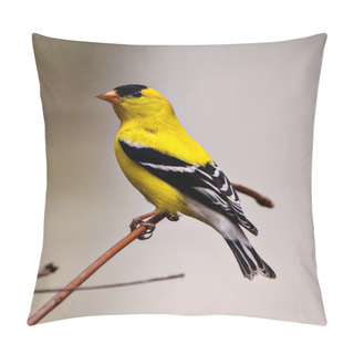 Personality  American Goldfinch Male Close-up Side View, Perched On A Branch With A White Background In Its Environment And Habitat Surrounding And Displaying Its Yellow Feather Plumage. Finch Photo And Image. Pillow Covers