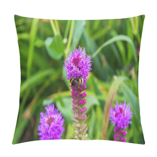 Personality  Bumblebee On Liatris Pollinates A Flower. Bumblebee Closeup. Soft Selective Focus Pillow Covers