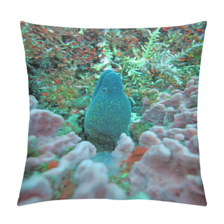 Personality  Giant Moray Hiding  Amongst Coral Reef On The Ocean Floor, Bali. Pillow Covers