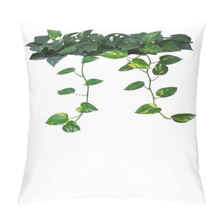 Personality  Heart Shaped Green Yellow Leaves Of Devil's Ivy Or Golden Pothos With Hanging Branches Isolated On White Background, Clipping Path Included. Pillow Covers