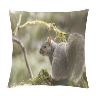 Personality  Eastern Gray Squirrel, Known As The Grey Squirrel Is Native Animal  To Eastern North America Pillow Covers