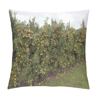 Personality  Ripe Apples In The Garden Pillow Covers