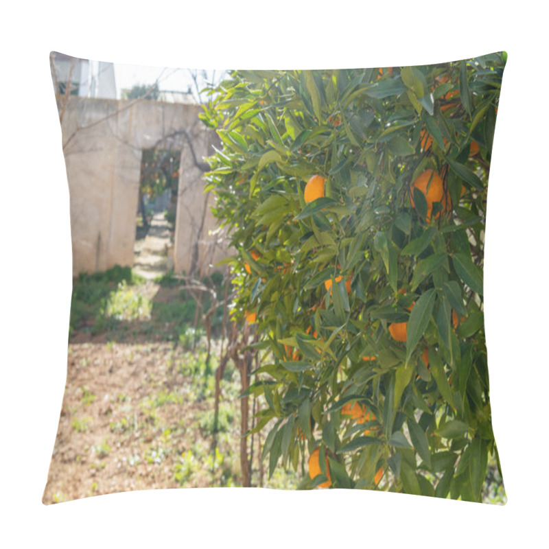 Personality  Close-up of orange tree branches, Citrus sinensis, full of oranges on a sunny day. Island of Mallorca, Spain pillow covers