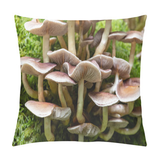 Personality  Close Up Of Wild Mushrooms Growing On A Log In A Forest Pillow Covers