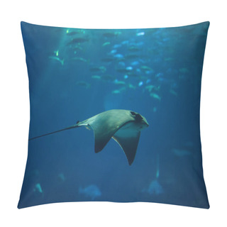 Personality  Common Eagle Ray (Myliobatis Aquila).  Pillow Covers