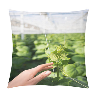 Personality  Cropped View Of Female Hand Near Green Cucumber Plant In Glasshouse  Pillow Covers