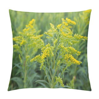 Personality  Solidago (goldenrods) Plant Starting To Bloom In A Meadow Pillow Covers