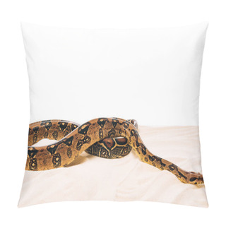 Personality  Python On Sand On White Background With Copy Space Pillow Covers