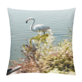 Personality  Selective Focus Of Pink Flamingo Standing In Pond  Pillow Covers
