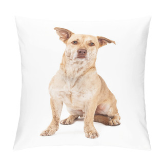 Personality  Welsh Corgi And Chihuahua Crossbreed Pillow Covers