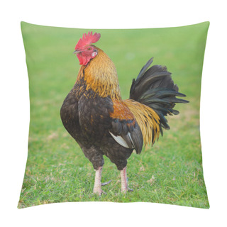 Personality  Portrait Of Rooster In The Field Pillow Covers