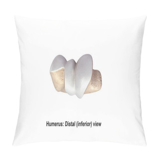 Personality  Humerus Distal Inferior Pillow Covers