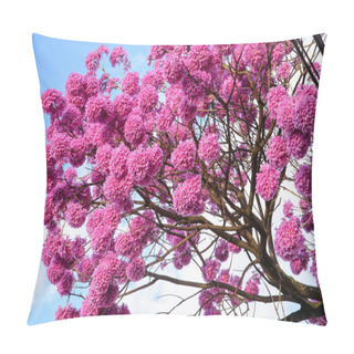Personality  The Beautiful Pink Trees In Flowers  Over A Sky Background. Pillow Covers