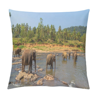 Personality  Wild Elephant Orphanage In River Stream, Sri Lanka Pillow Covers