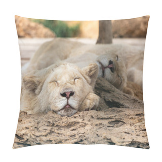 Personality  Young White Lion Close His Eyes And Have A Rest Serenely Pillow Covers