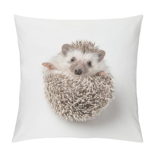 Personality  Adorable Grey Hedgehog With Spike Rests On Back On White Background Pillow Covers