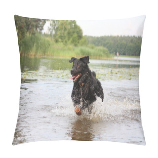 Personality  Happy Swiss Mountain Dog Crossbreed Running In The Water Pillow Covers
