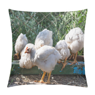 Personality  Broiler Chickens Near The Fence. Rural Poultry Farm. Pillow Covers