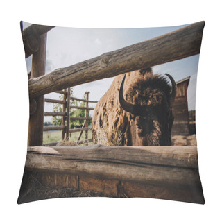 Personality  Close Up View Of Bison Eating Dry Grass In Corral At Zoo  Pillow Covers