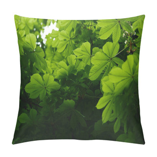 Personality  Bottom View Of Beautiful Blooming Green Chestnut Tree Pillow Covers